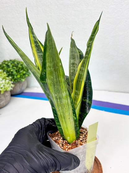 Sansevieria Trifasciata Morgenstern | Discover a One-of-a-Kind Plant!
