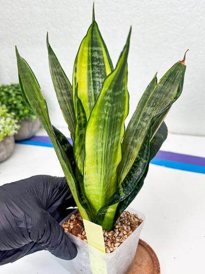 Sansevieria Trifasciata Morgenstern | Discover a One-of-a-Kind Plant!