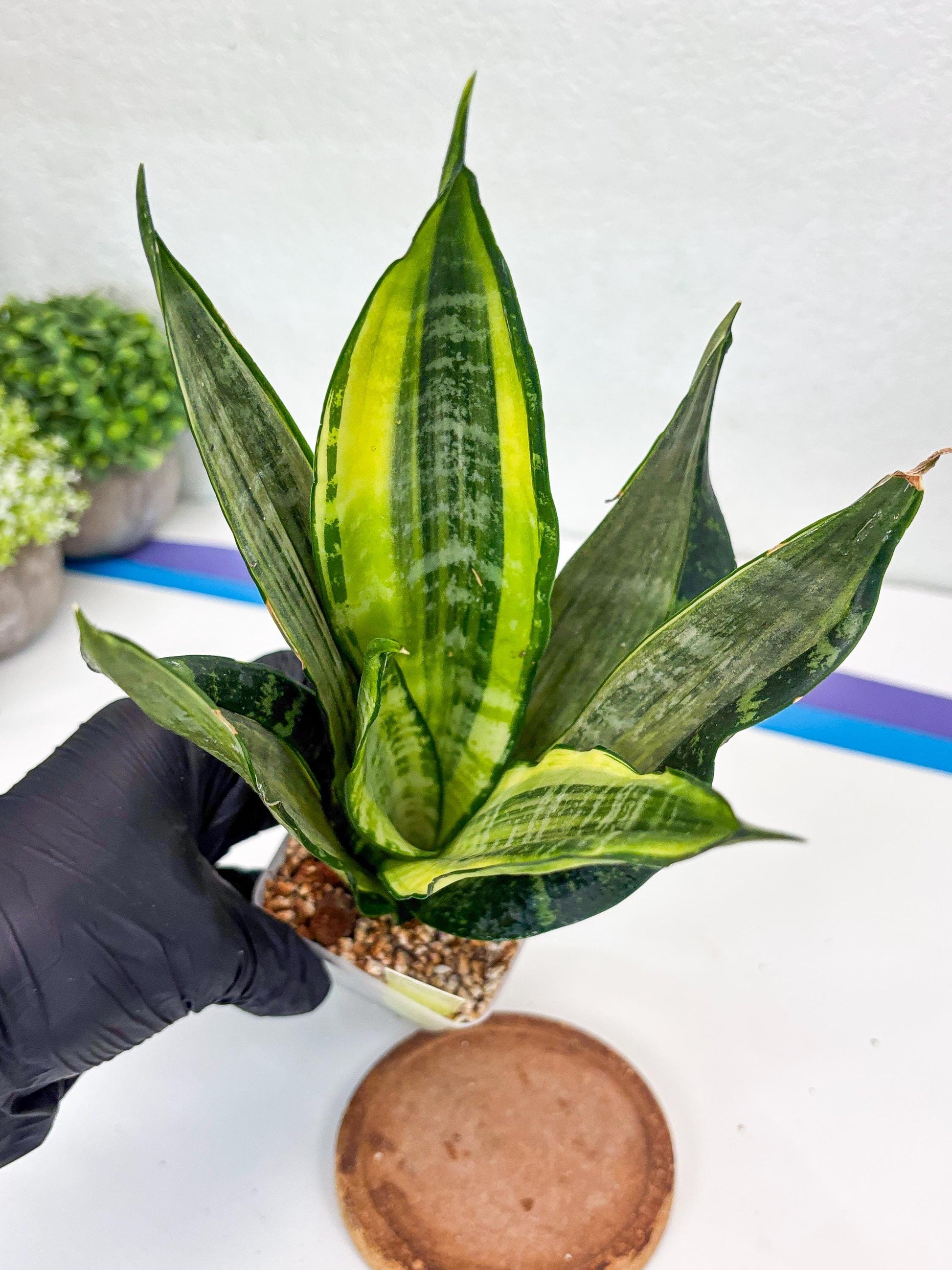 Sansevieria Trifasciata Morgenstern | Discover a One-of-a-Kind Plant!