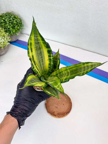 Sansevieria Trifasciata Morgenstern (P) | Imported Snake Plant