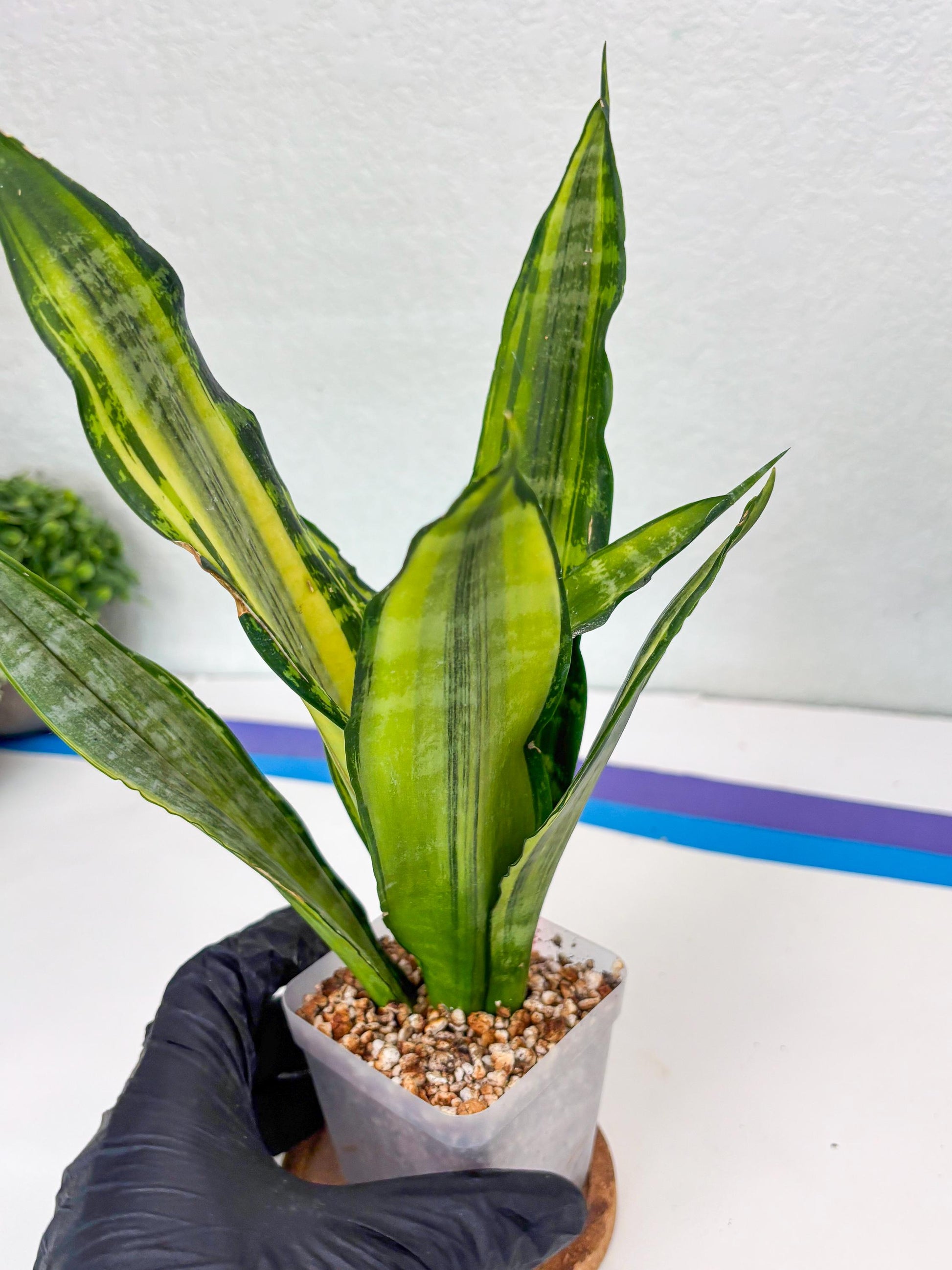 Sansevieria Trifasciata Morgenstern (P) | Imported Snake Plant