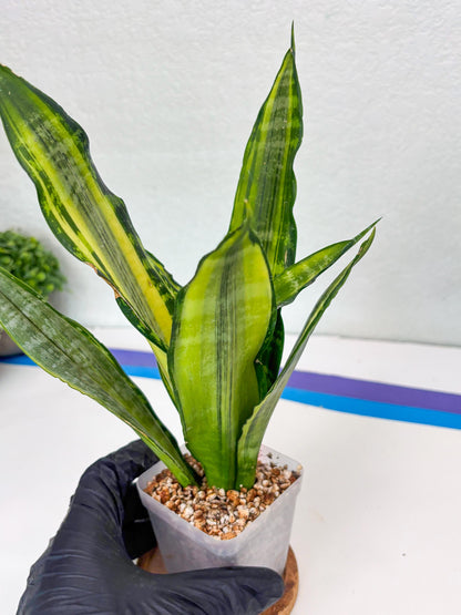 Sansevieria Trifasciata Morgenstern (P) | Imported Snake Plant