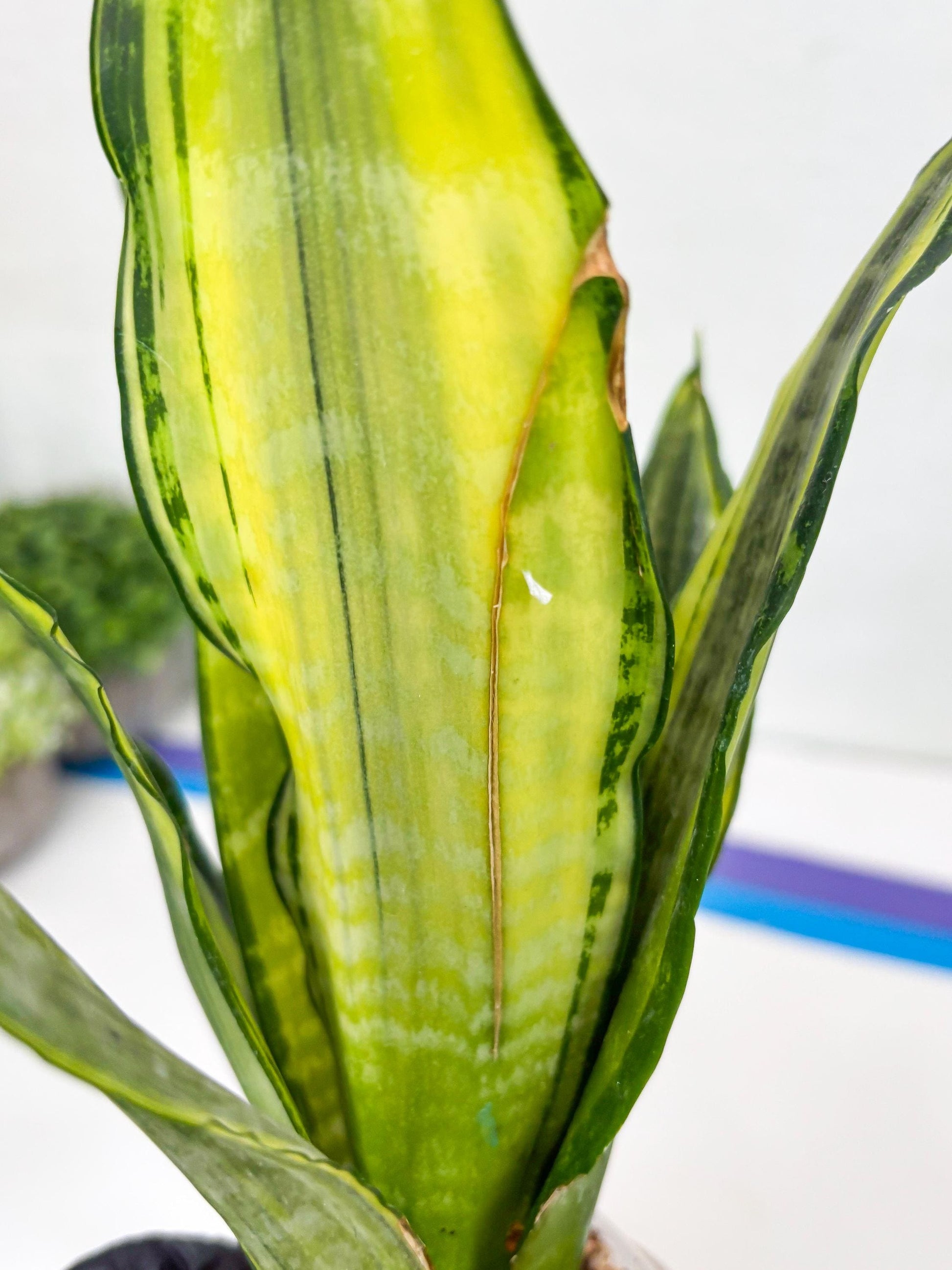 Sansevieria Trifasciata Morgenstern (P) | Imported Snake Plant