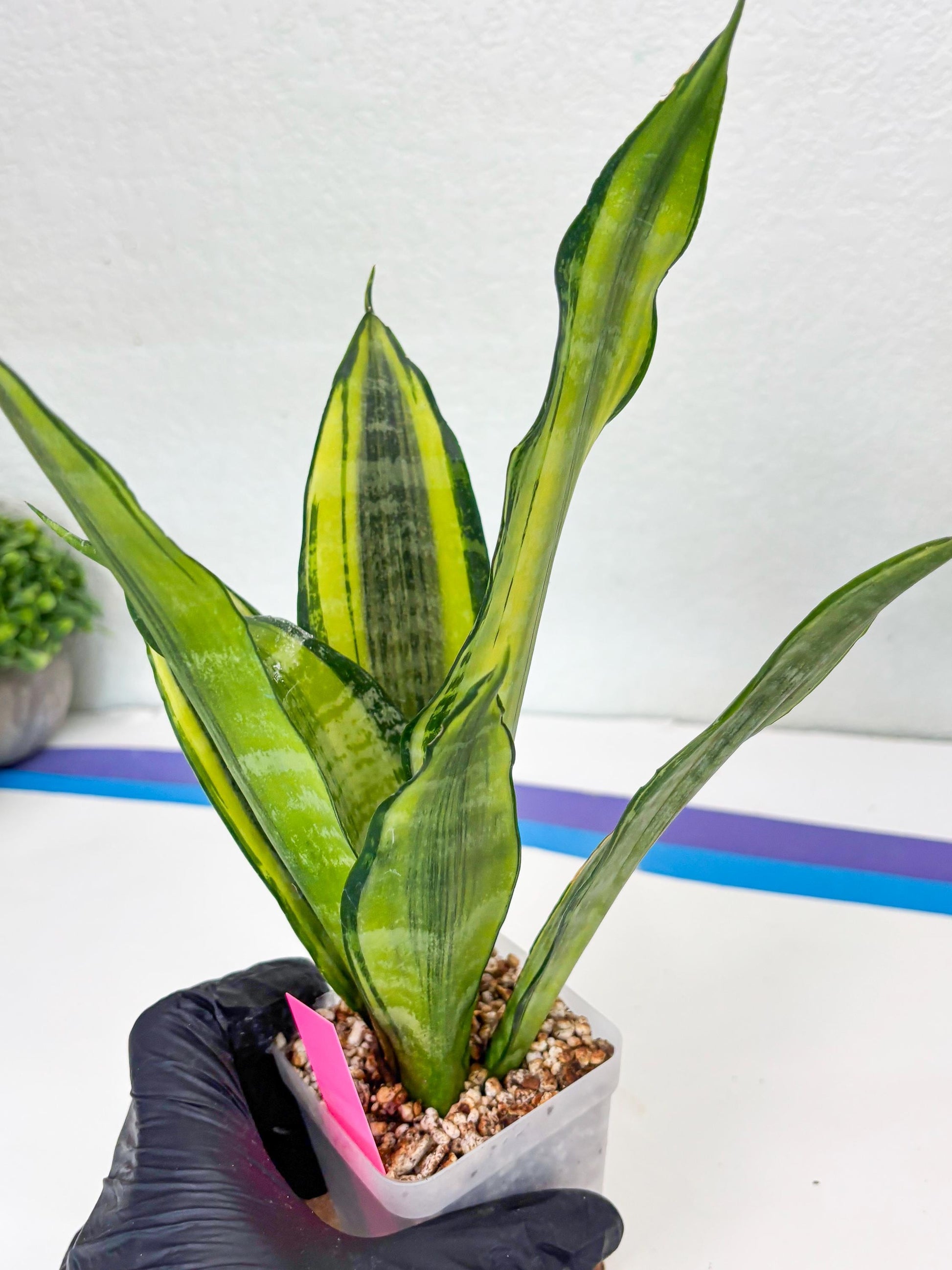 Sansevieria Trifasciata Morgenstern (P) | Imported Snake Plant