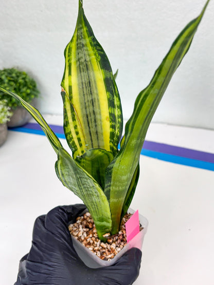 Sansevieria Trifasciata Morgenstern (P) | Imported Snake Plant