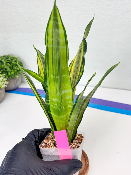 Sansevieria Trifasciata Morgenstern (P) | Imported Snake Plant