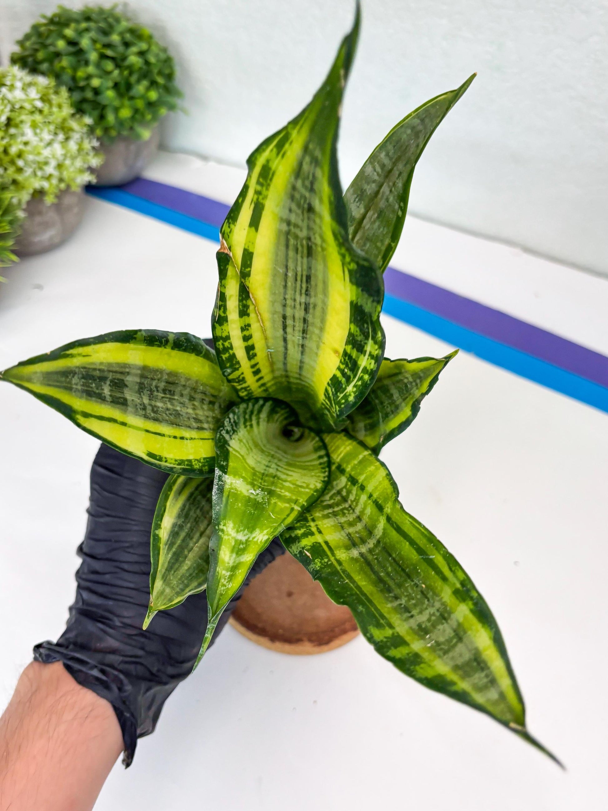 Sansevieria Trifasciata Morgenstern (P) | Imported Snake Plant