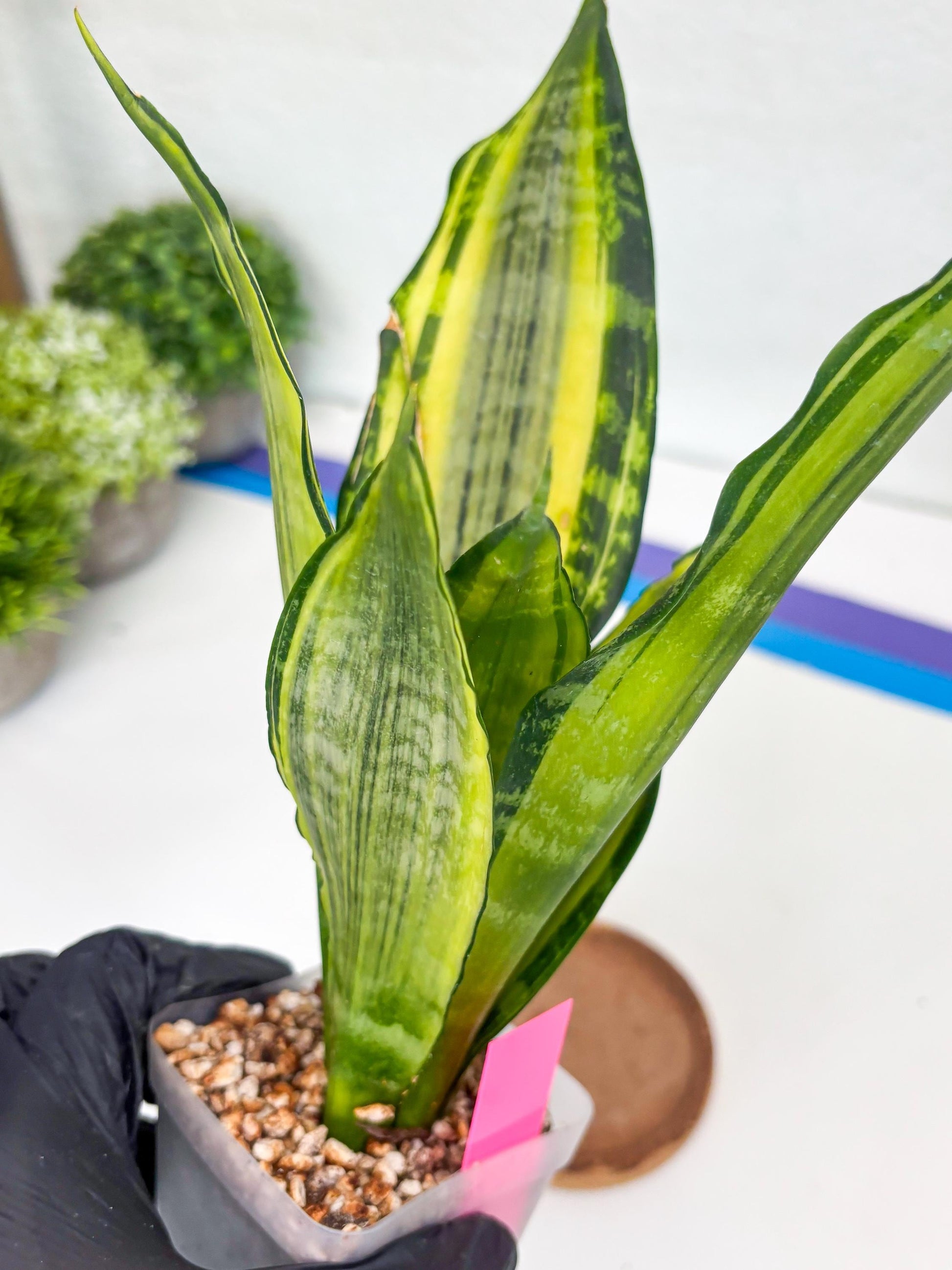 Sansevieria Trifasciata Morgenstern (P) | Imported Snake Plant