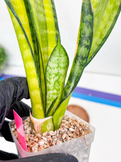 Sansevieria Trifasciata Fulsar | This rare import won’t be here for long