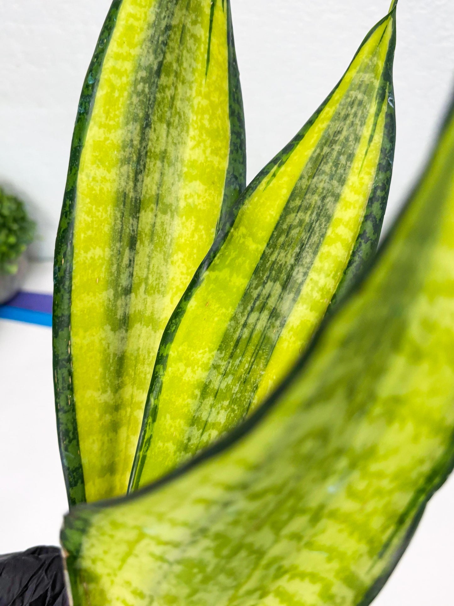 Sansevieria Trifasciata Fulsar | This rare import won’t be here for long