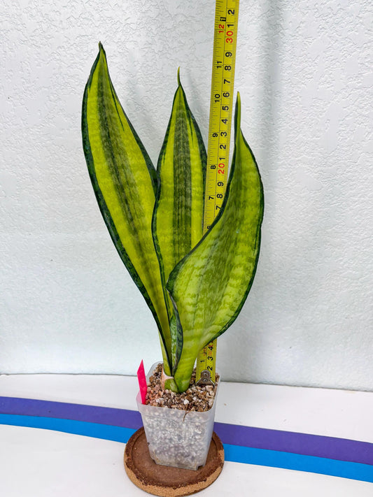 Sansevieria Trifasciata Fulsar | This rare import won’t be here for long
