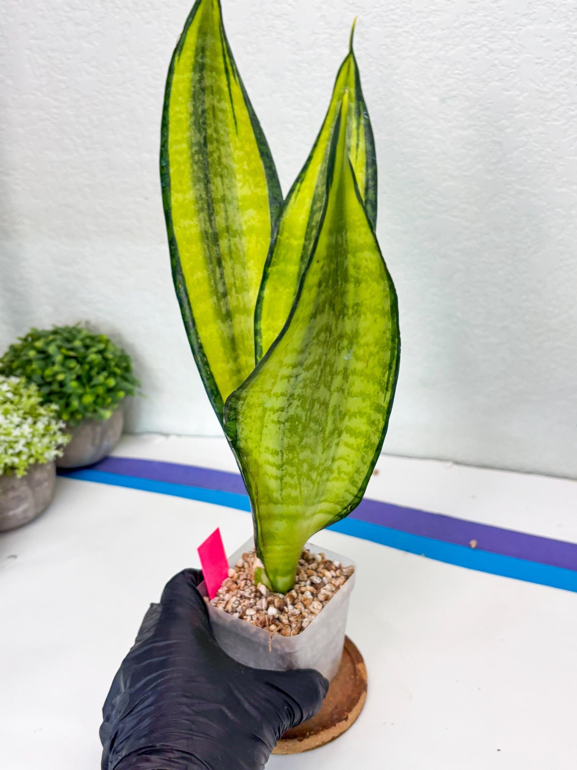 Sansevieria Trifasciata Fulsar | This rare import won’t be here for long