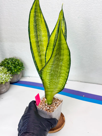 Sansevieria Trifasciata Fulsar | This rare import won’t be here for long