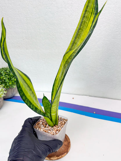 Sansevieria Trifasciata Fulsar | This rare import won’t be here for long