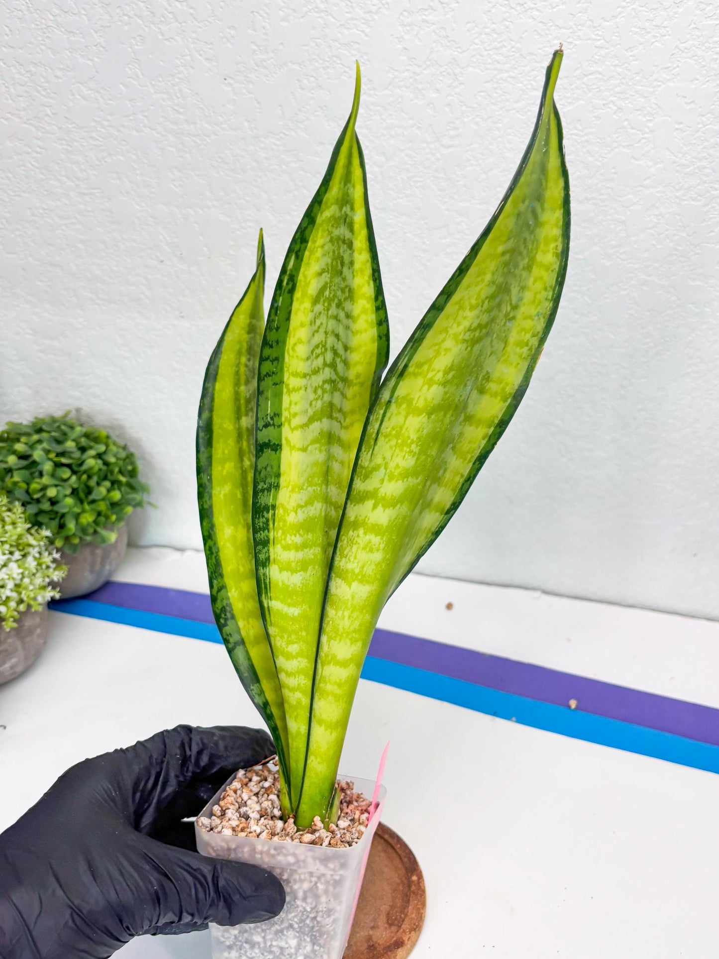Sansevieria Trifasciata Fulsar | This rare import won’t be here for long