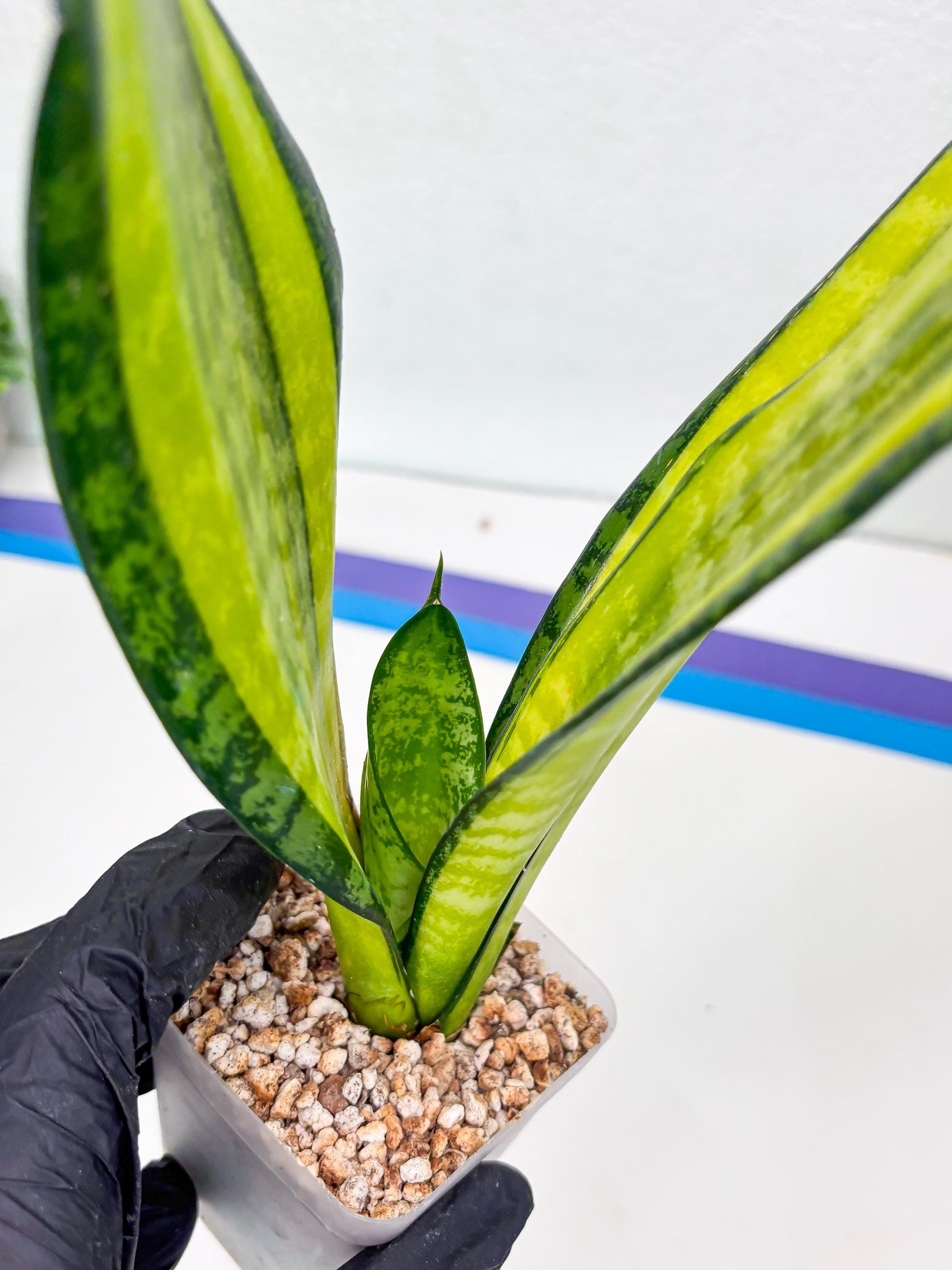 Sansevieria Trifasciata Fulsar | This rare import won’t be here for long