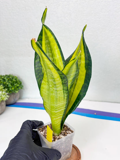 Sansevieria Trifasciata Fulsar (Y) | Rare Snake Plant