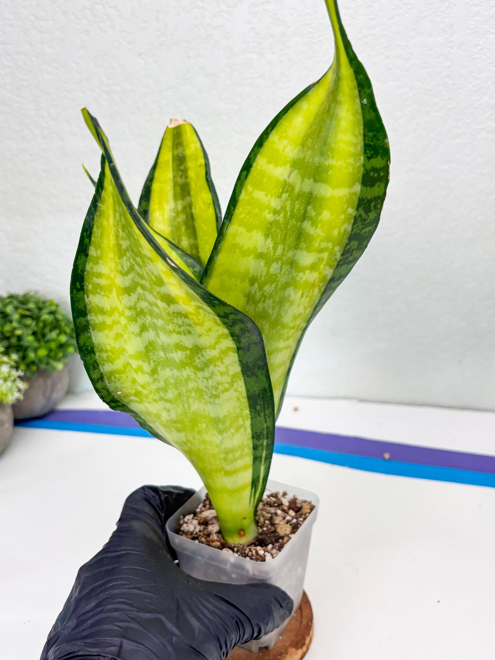 Sansevieria Trifasciata Fulsar (Y) | Rare Snake Plant