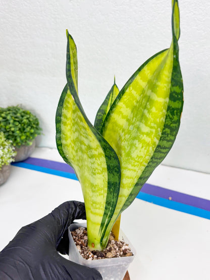 Sansevieria Trifasciata Fulsar (Y) | Rare Snake Plant
