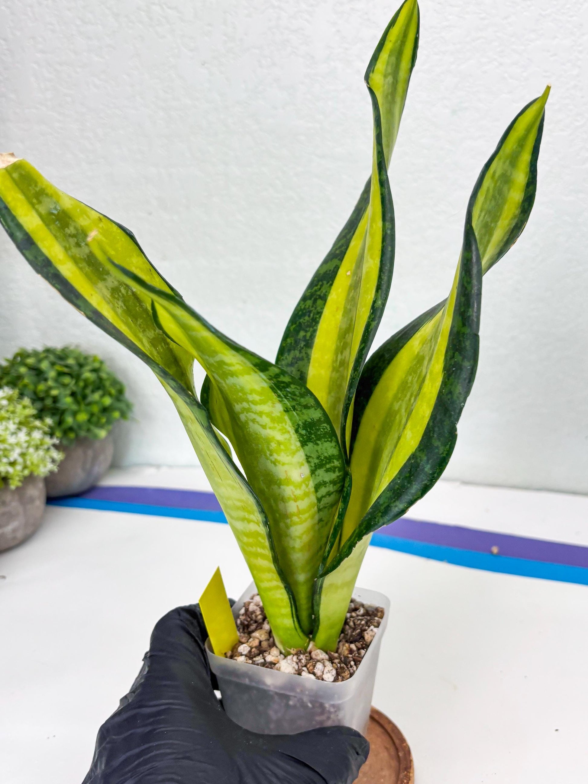 Sansevieria Trifasciata Fulsar (Y) | Rare Snake Plant