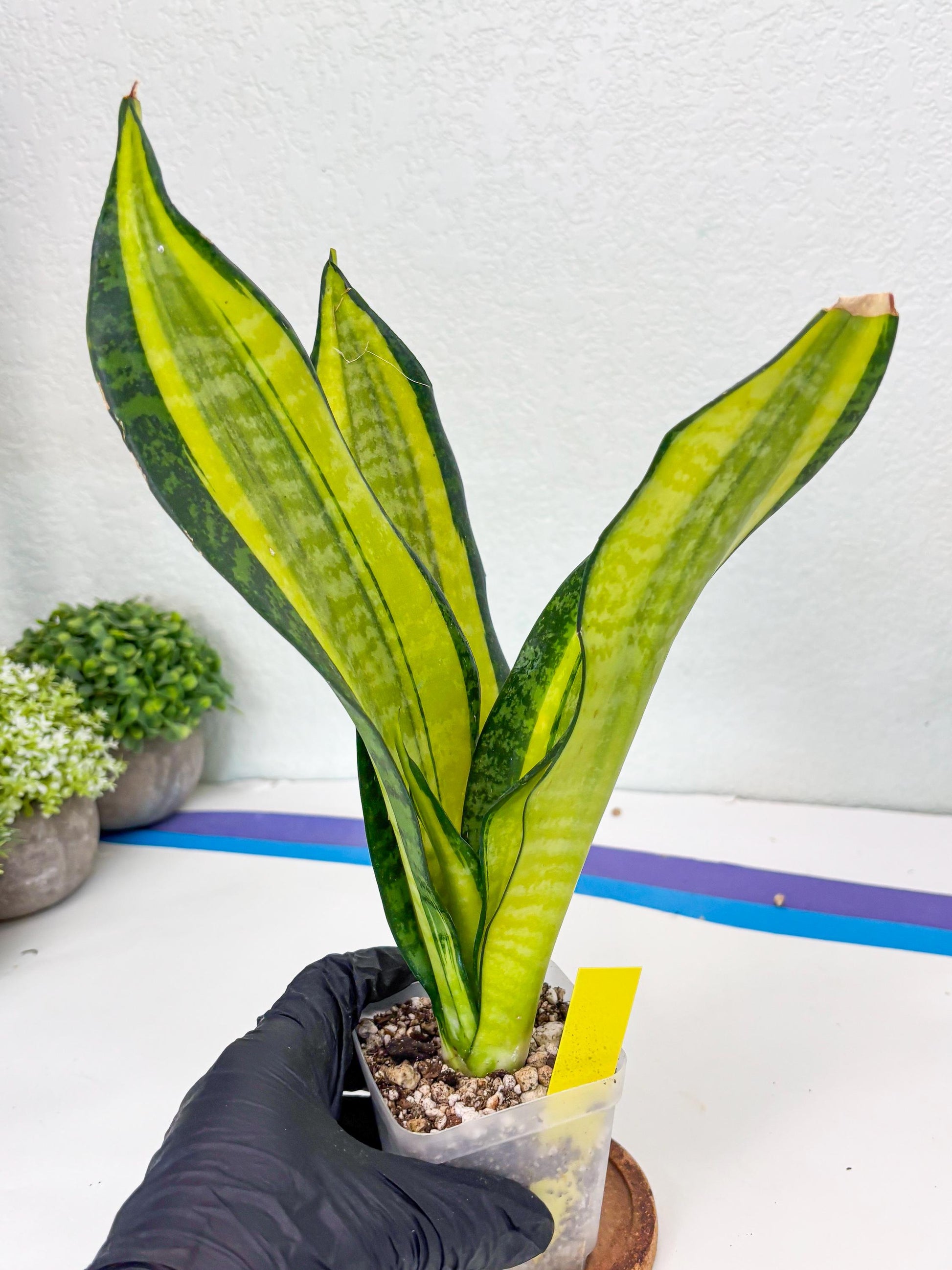 Sansevieria Trifasciata Fulsar (Y) | Rare Snake Plant