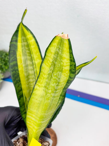 Sansevieria Trifasciata Fulsar (Y) | Rare Snake Plant