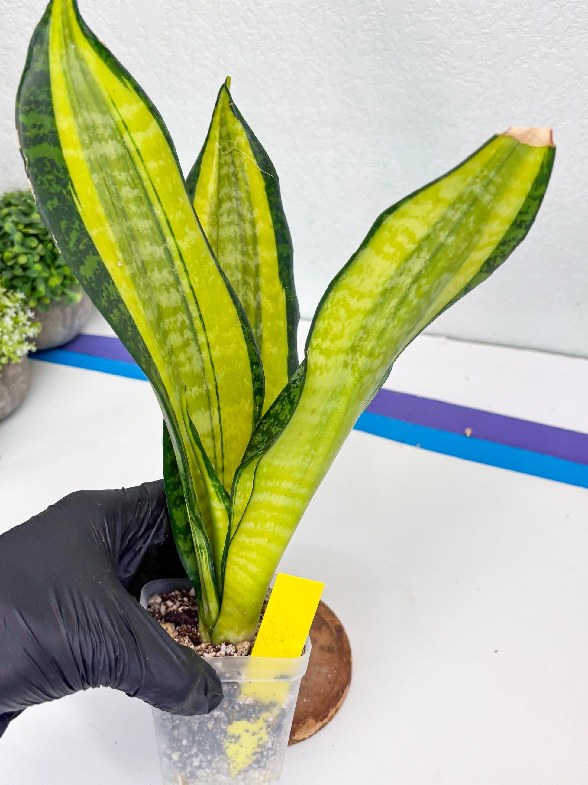 Sansevieria Trifasciata Fulsar (Y) | Rare Snake Plant