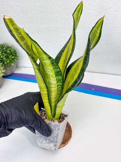 Sansevieria Trifasciata Fulsar (Y) | Rare Snake Plant