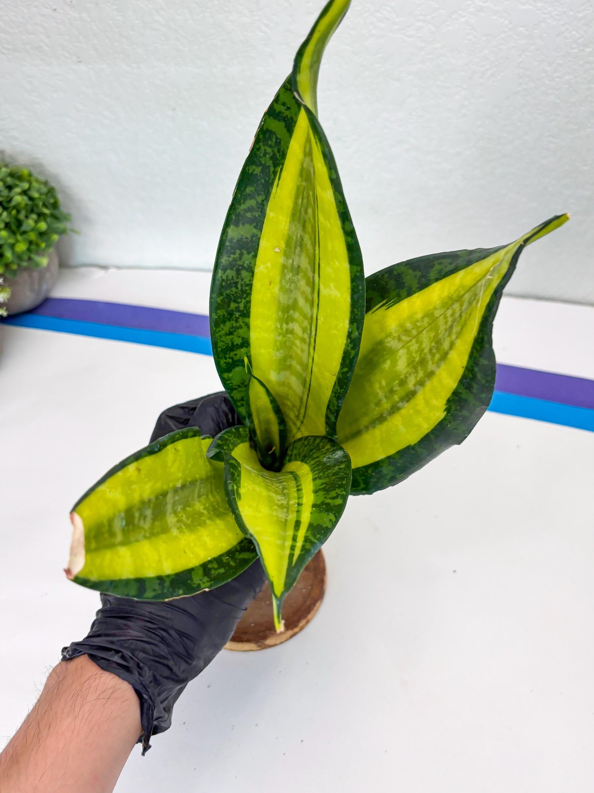 Sansevieria Trifasciata Fulsar (Y) | Rare Snake Plant