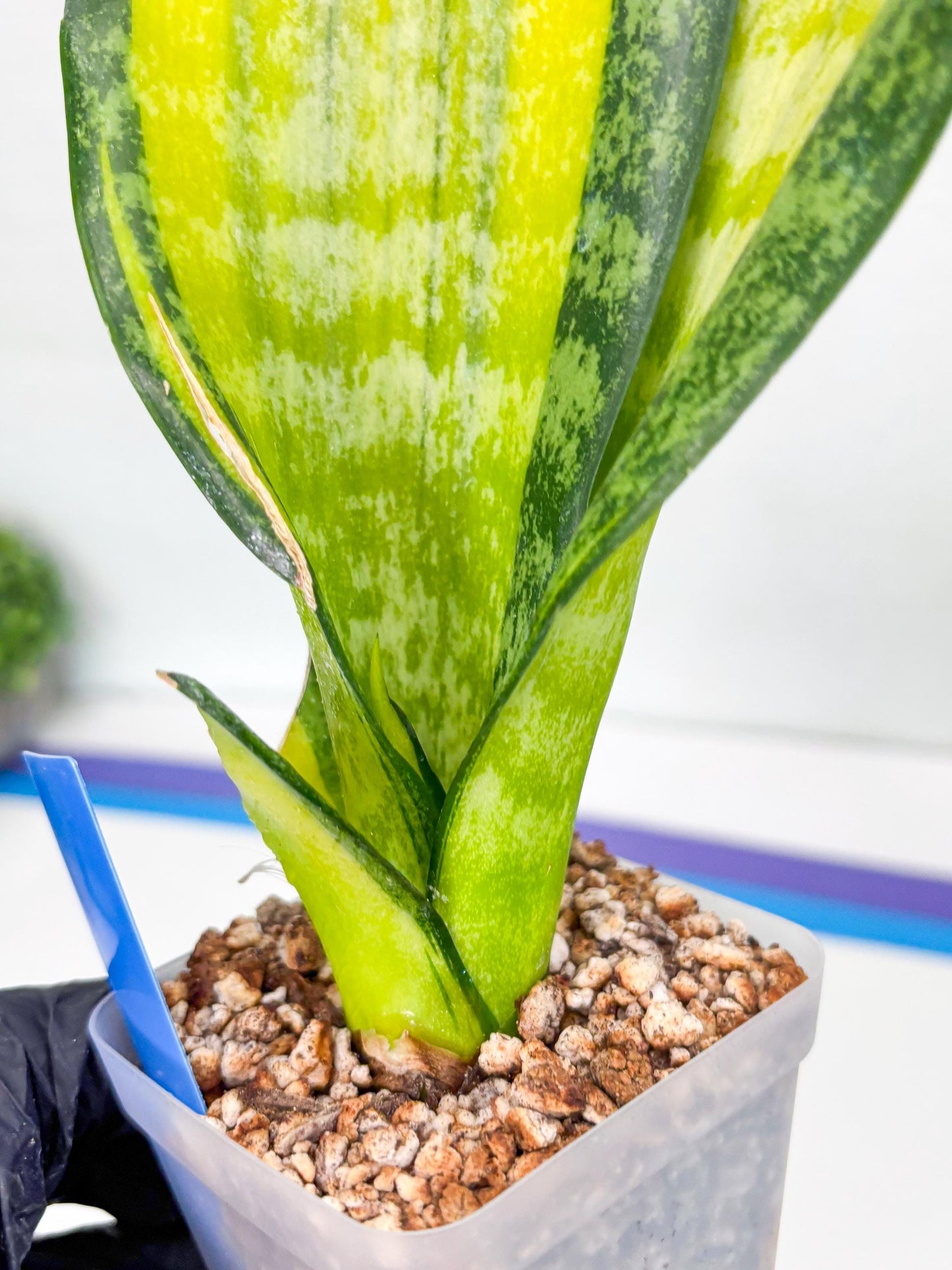 Sansevieria Trifasciata Fulsar (B) | Rare Snake Plant