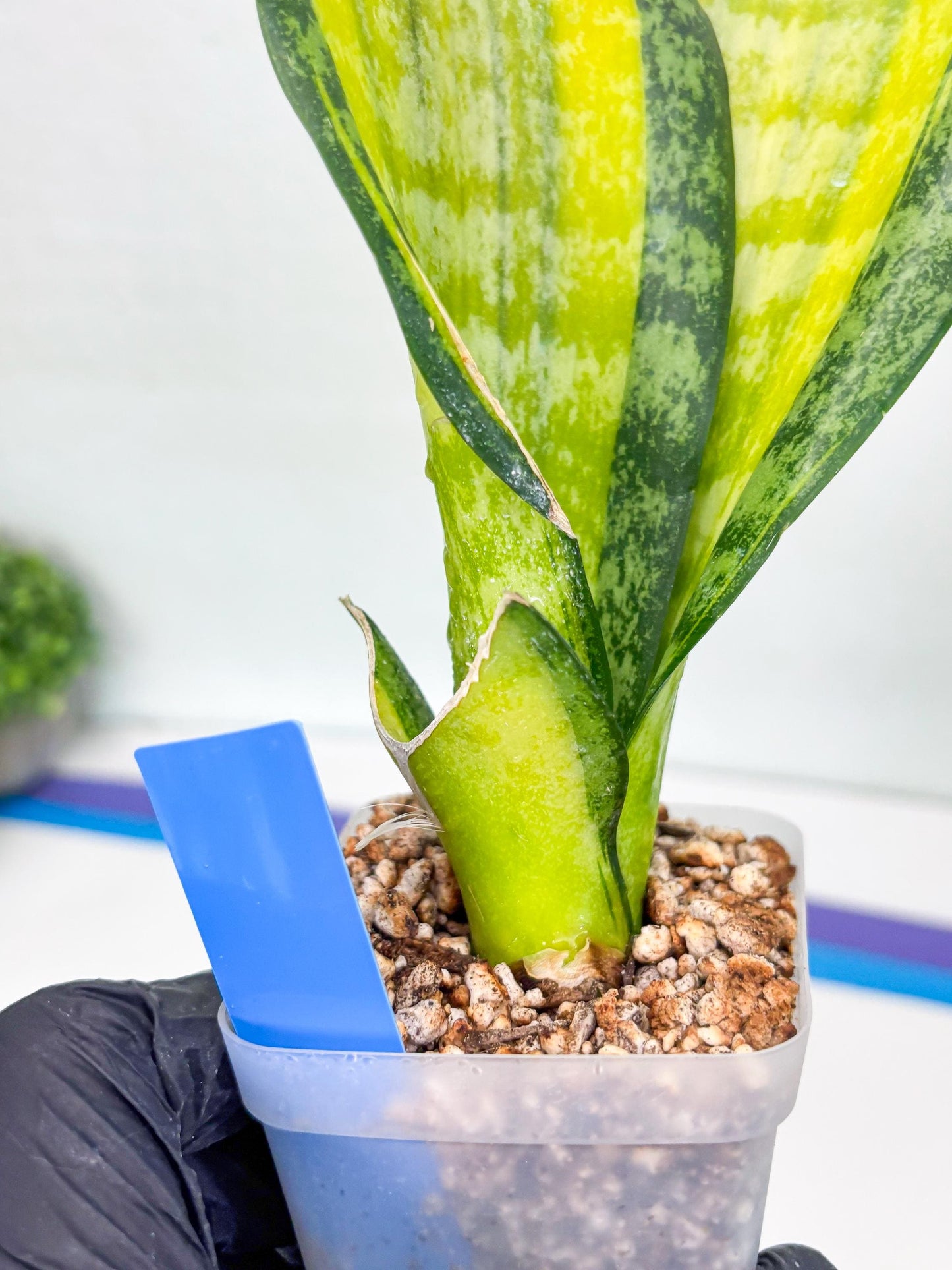 Sansevieria Trifasciata Fulsar (B) | Rare Snake Plant