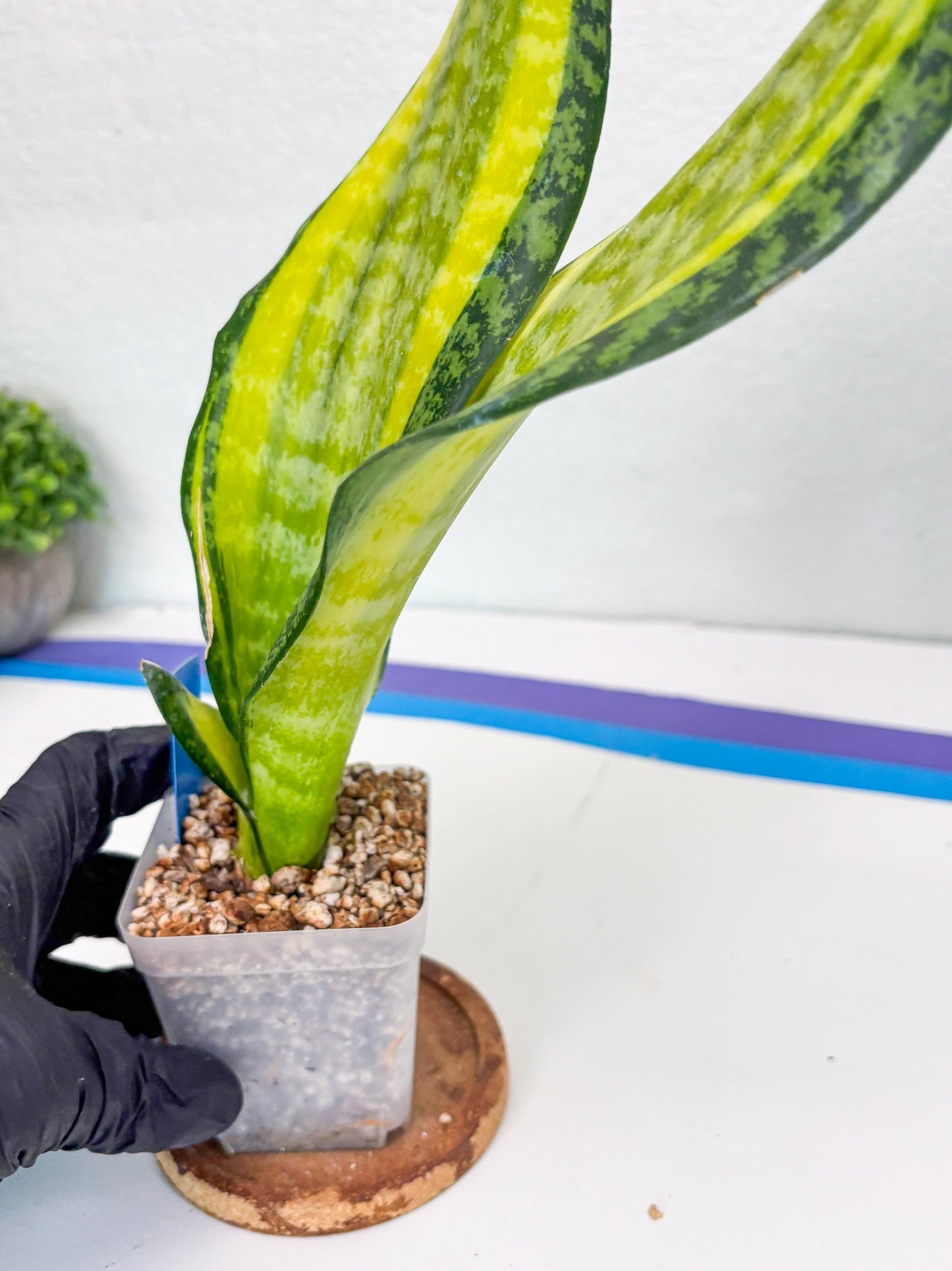 Sansevieria Trifasciata Fulsar (B) | Rare Snake Plant
