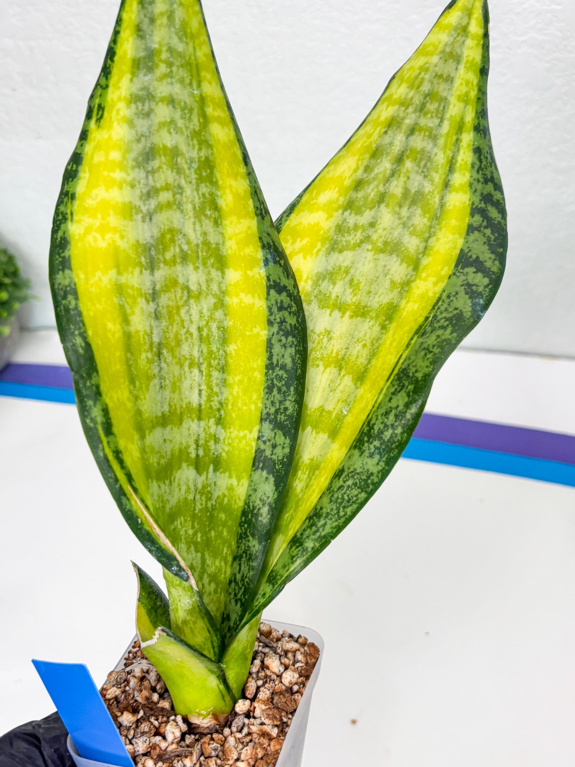 Sansevieria Trifasciata Fulsar (B) | Rare Snake Plant