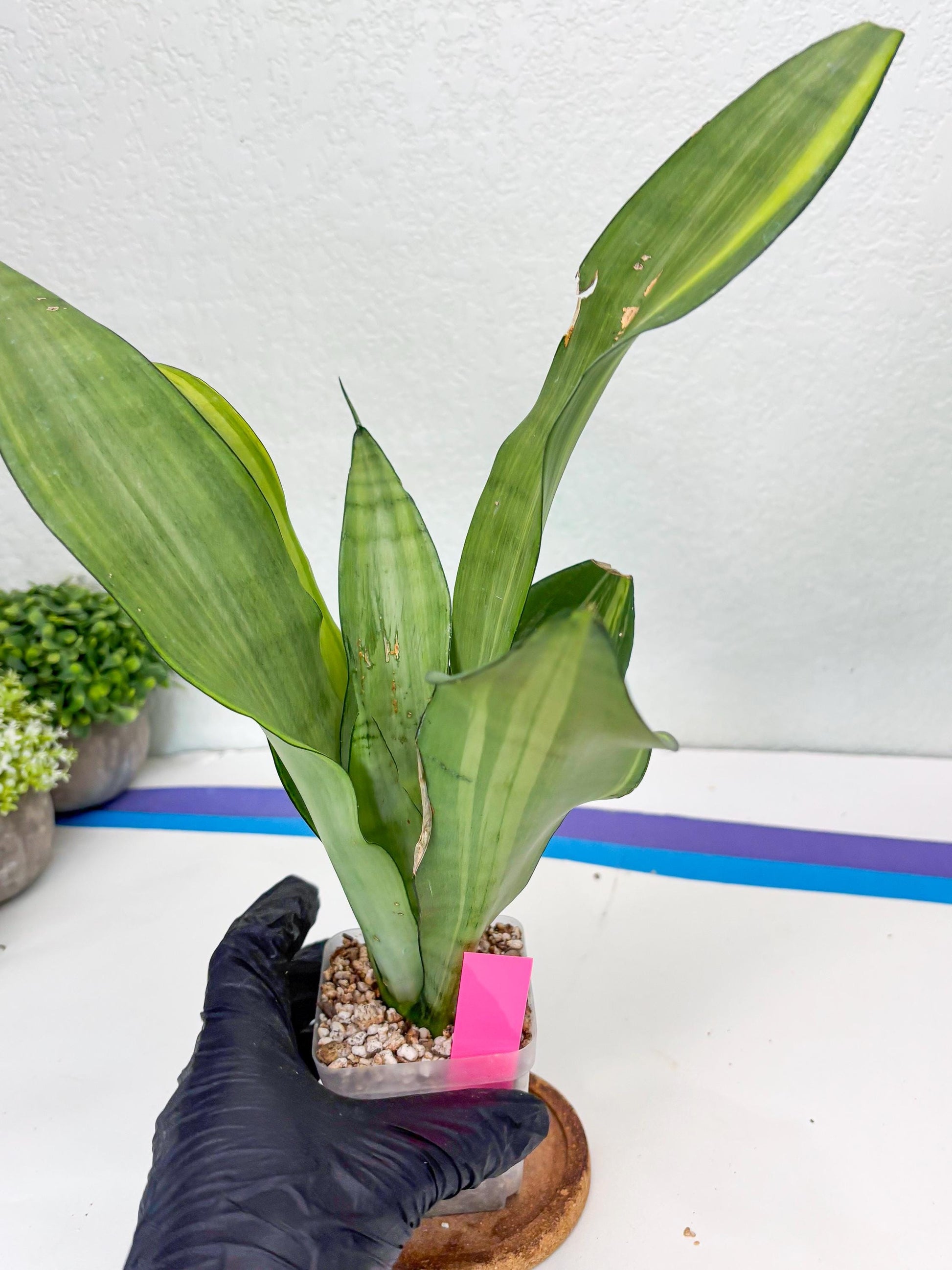 Sansevieria Moonshine Variegated (p) | Imported Plants