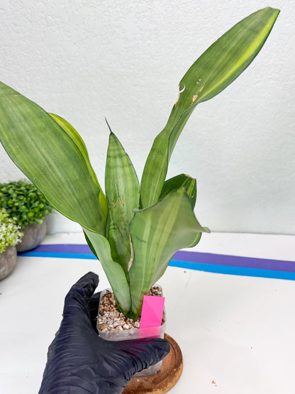 Sansevieria Moonshine Variegated (p) | Imported Plants