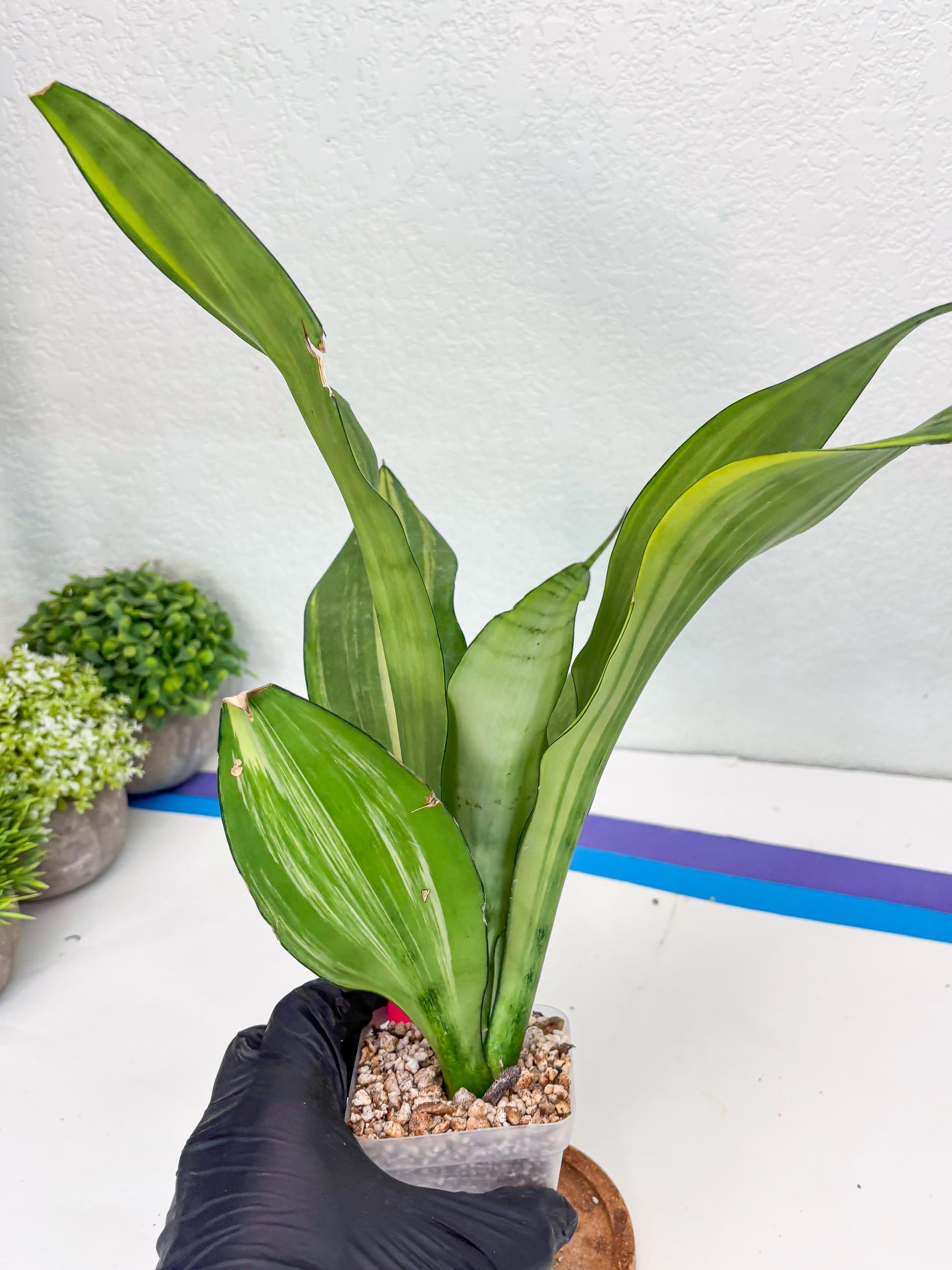 Sansevieria Moonshine Variegated (p) | Imported Plants