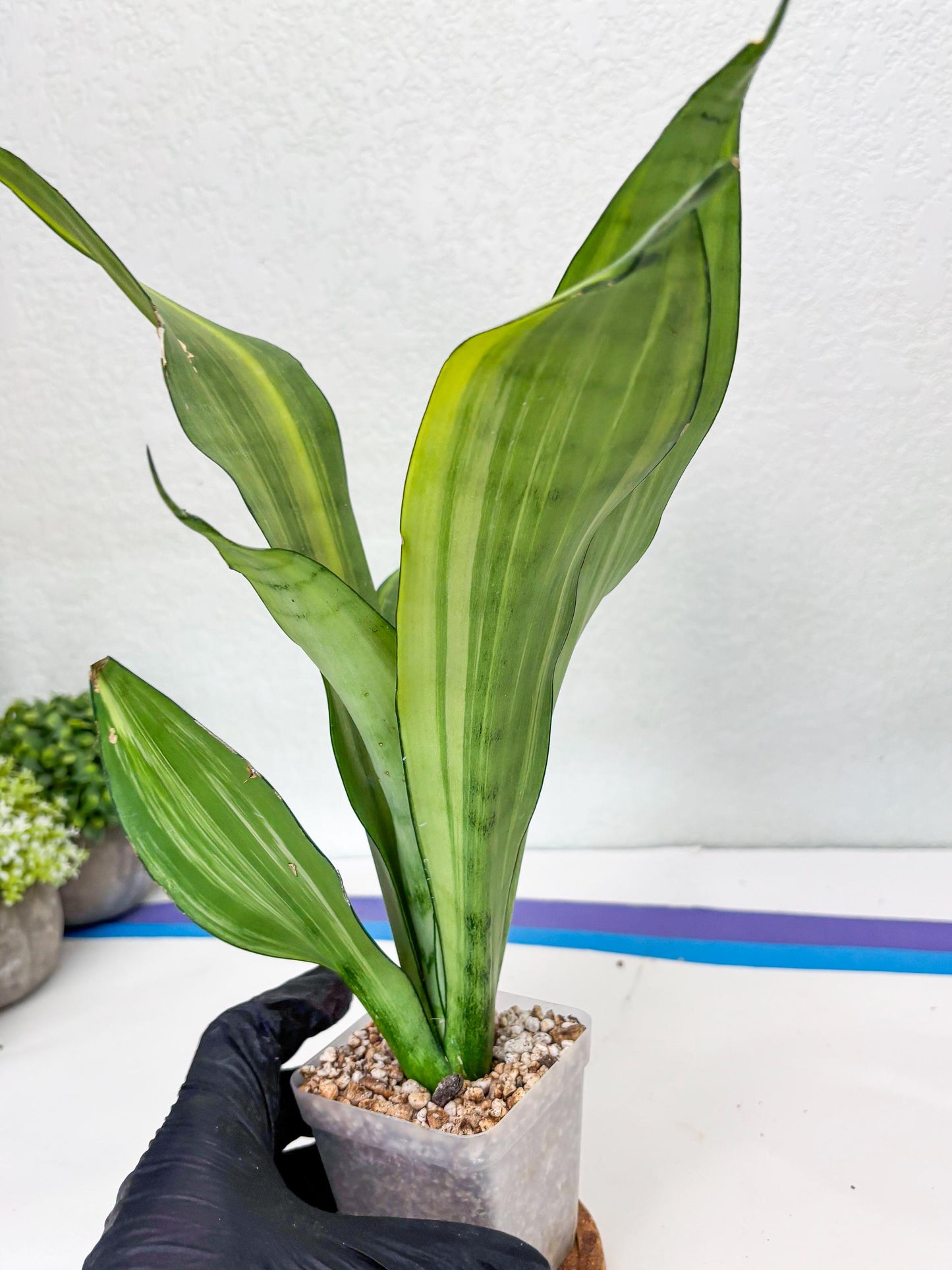 Sansevieria Moonshine Variegated (p) | Imported Plants