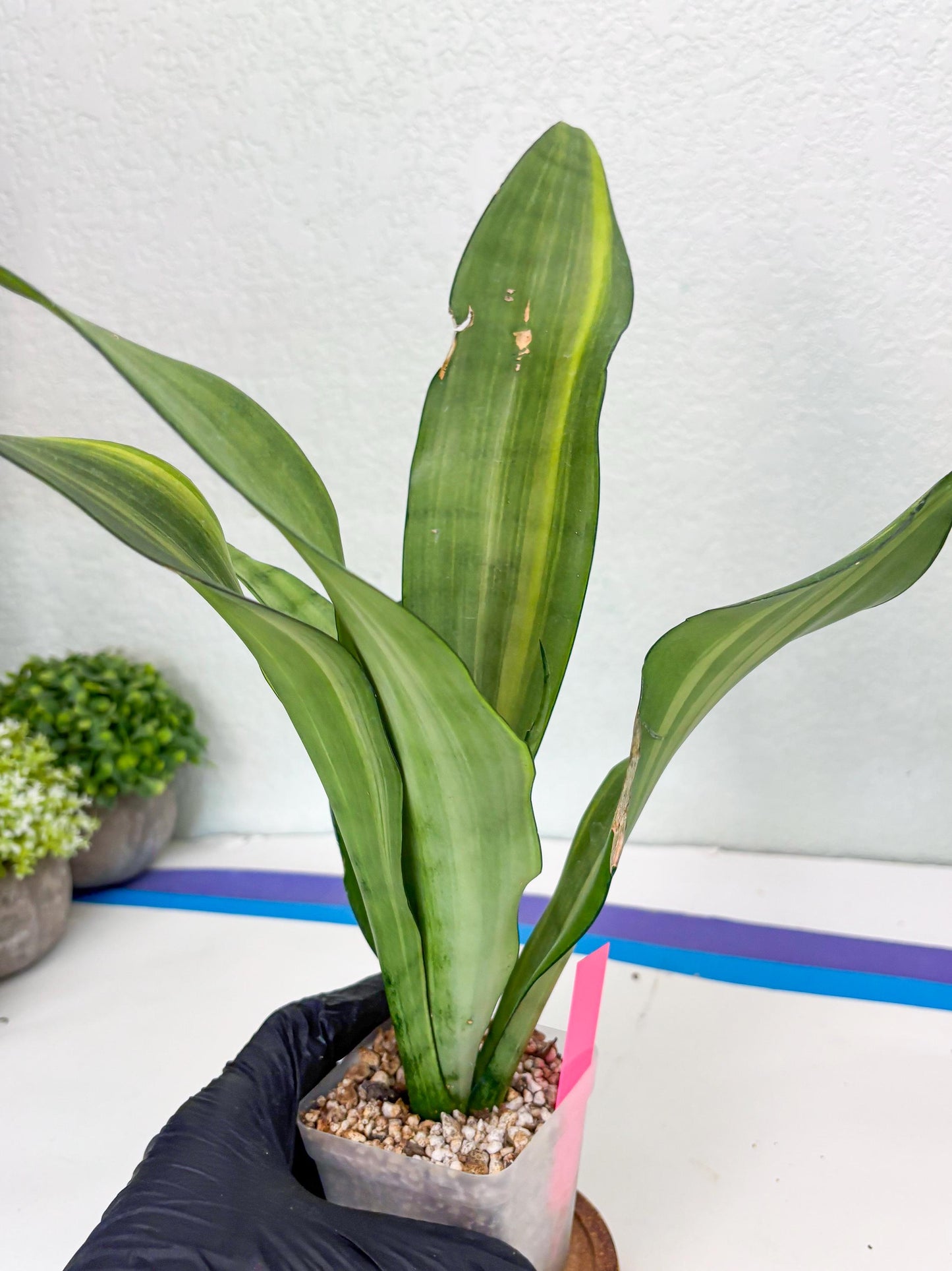 Sansevieria Moonshine Variegated (p) | Imported Plants