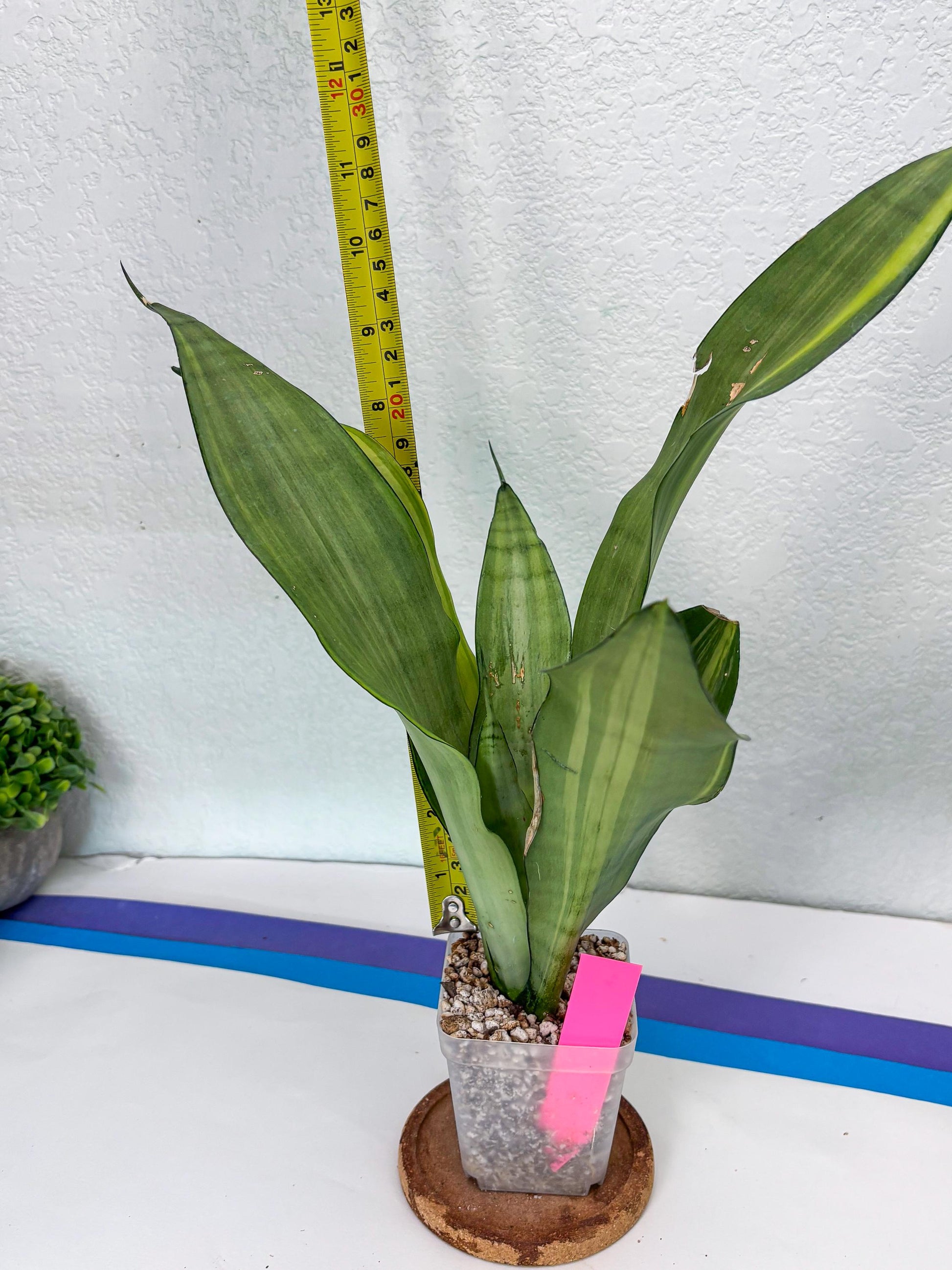 Sansevieria Moonshine Variegated (p) | Imported Plants