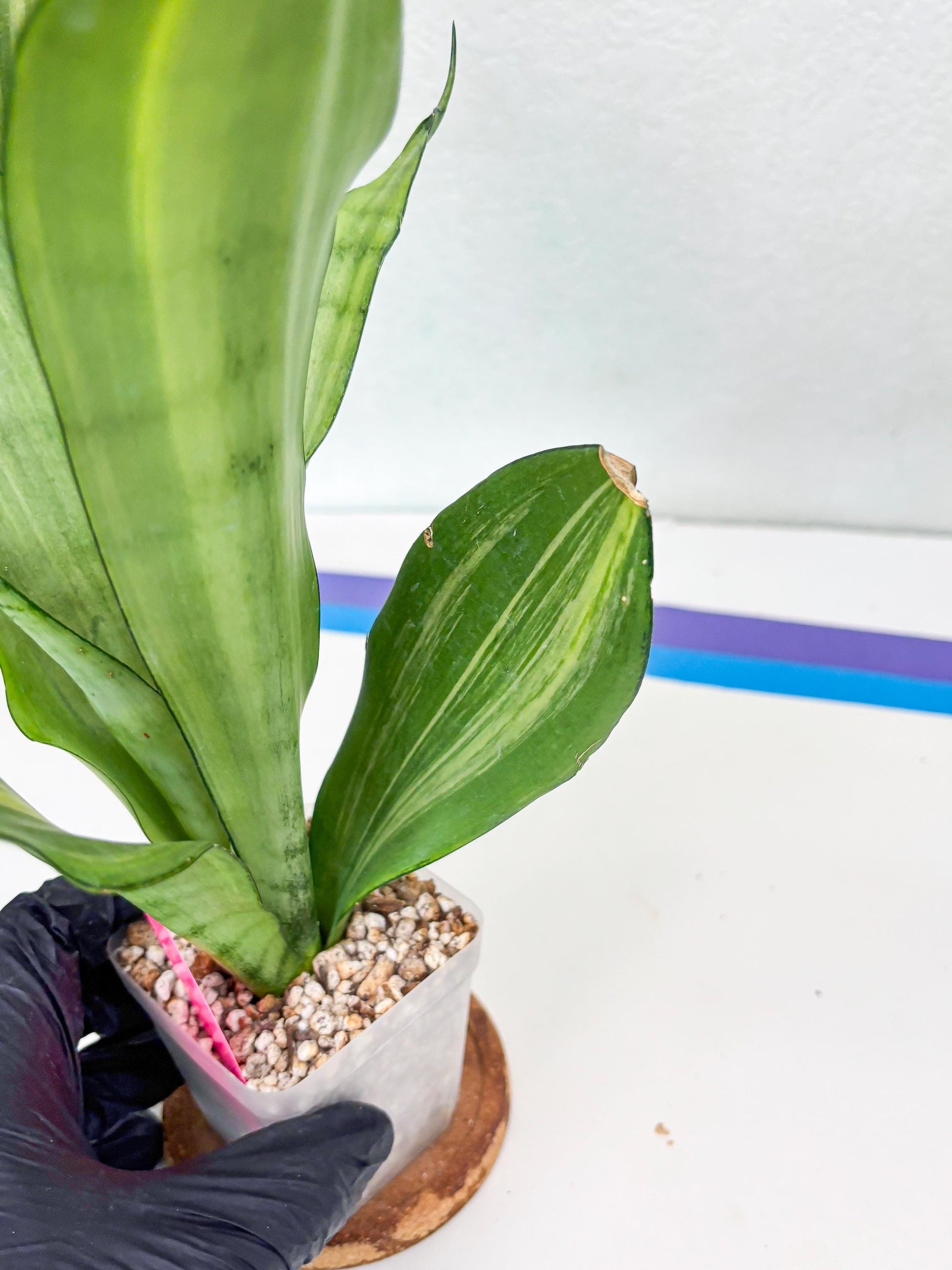 Sansevieria Moonshine Variegated (p) | Imported Plants