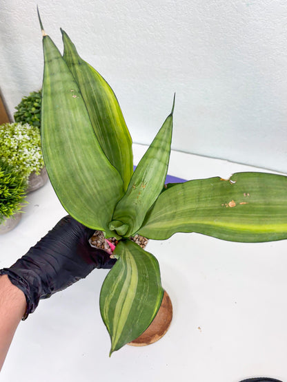 Sansevieria Moonshine Variegated (p) | Imported Plants