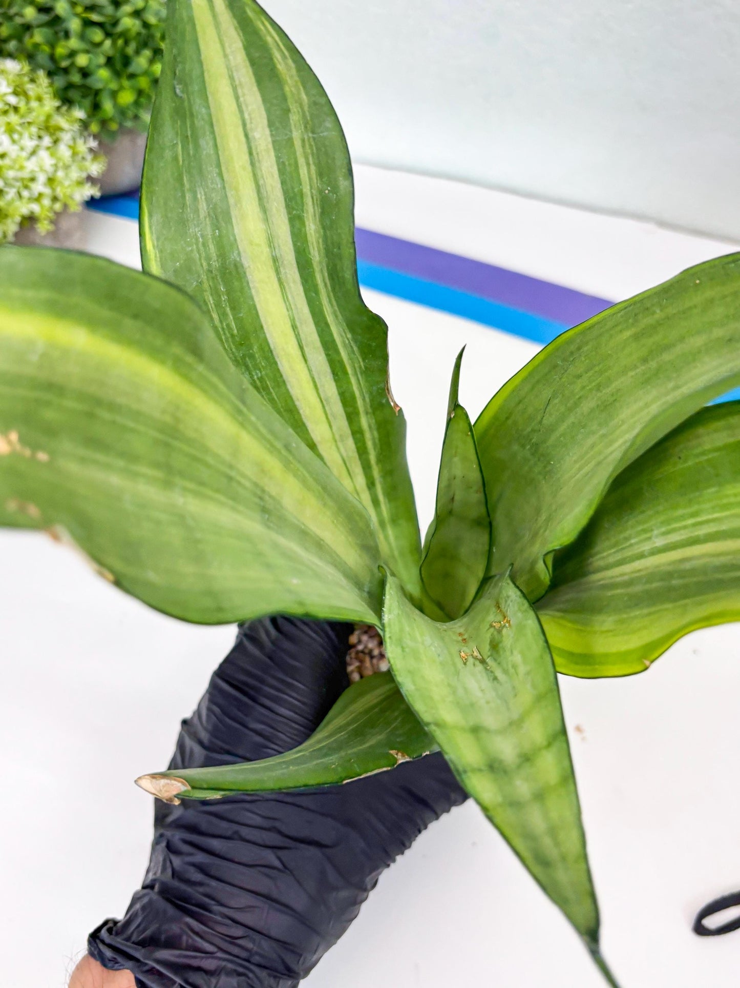 Sansevieria Moonshine Variegated (p) | Imported Plants