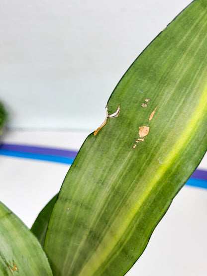 Sansevieria Moonshine Variegated (p) | Imported Plants