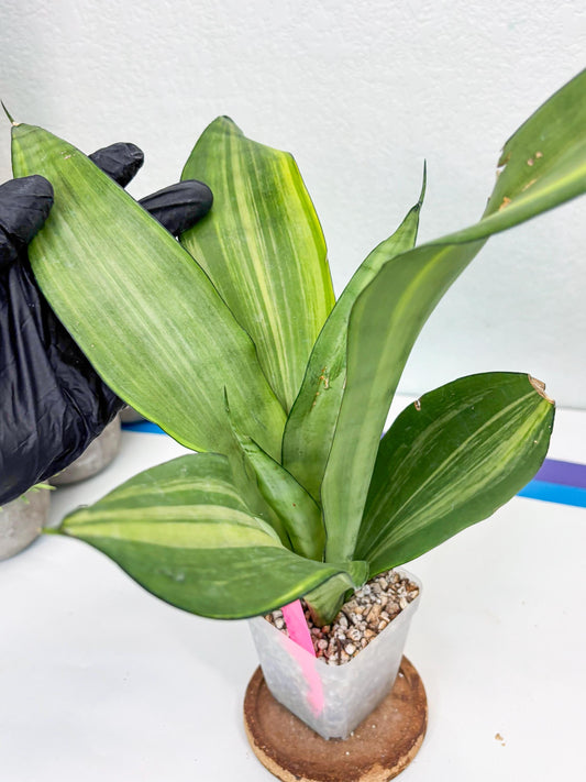 Sansevieria Moonshine Variegated (p) | Imported Plants