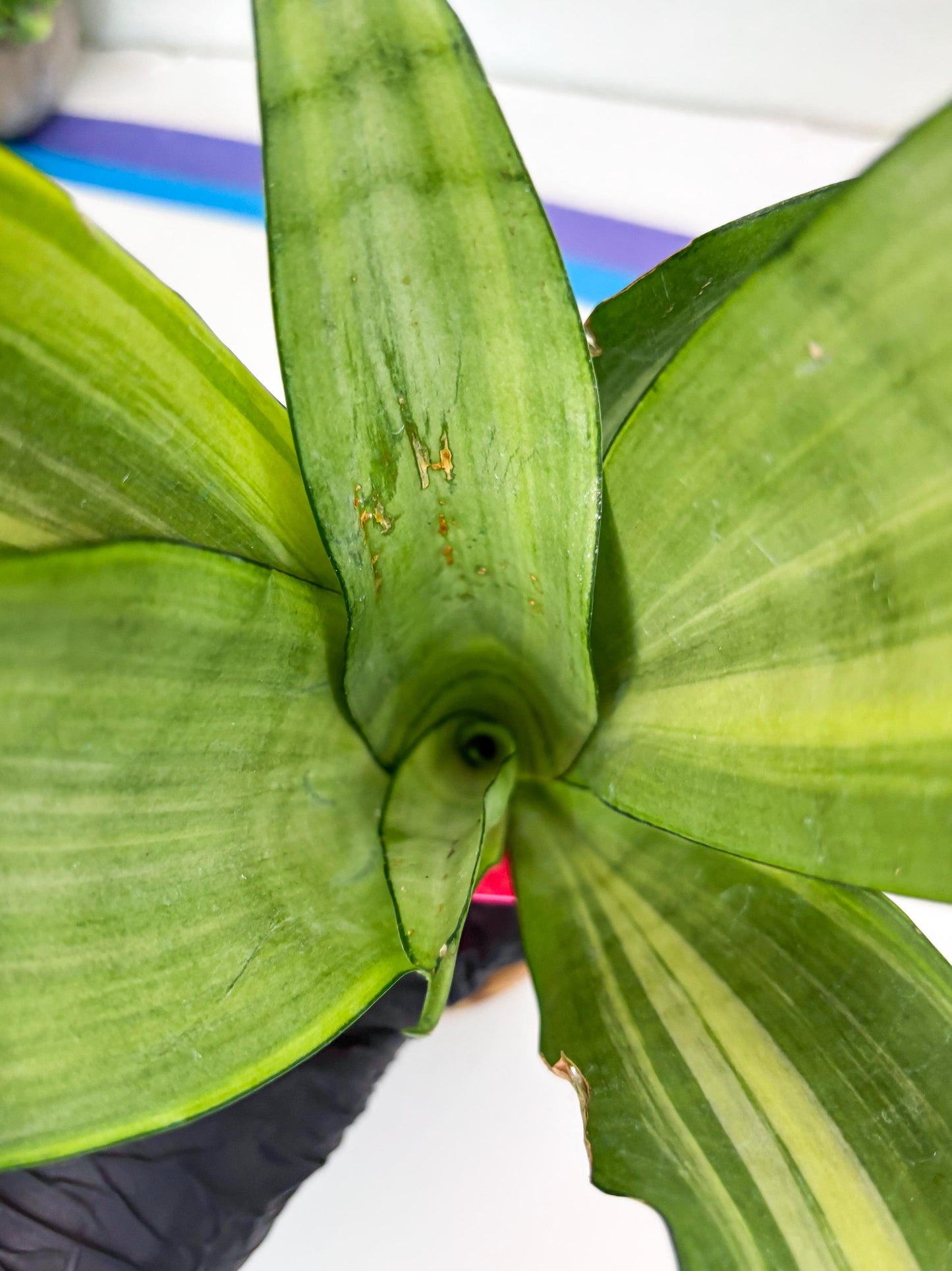 Sansevieria Moonshine Variegated (p) | Imported Plants