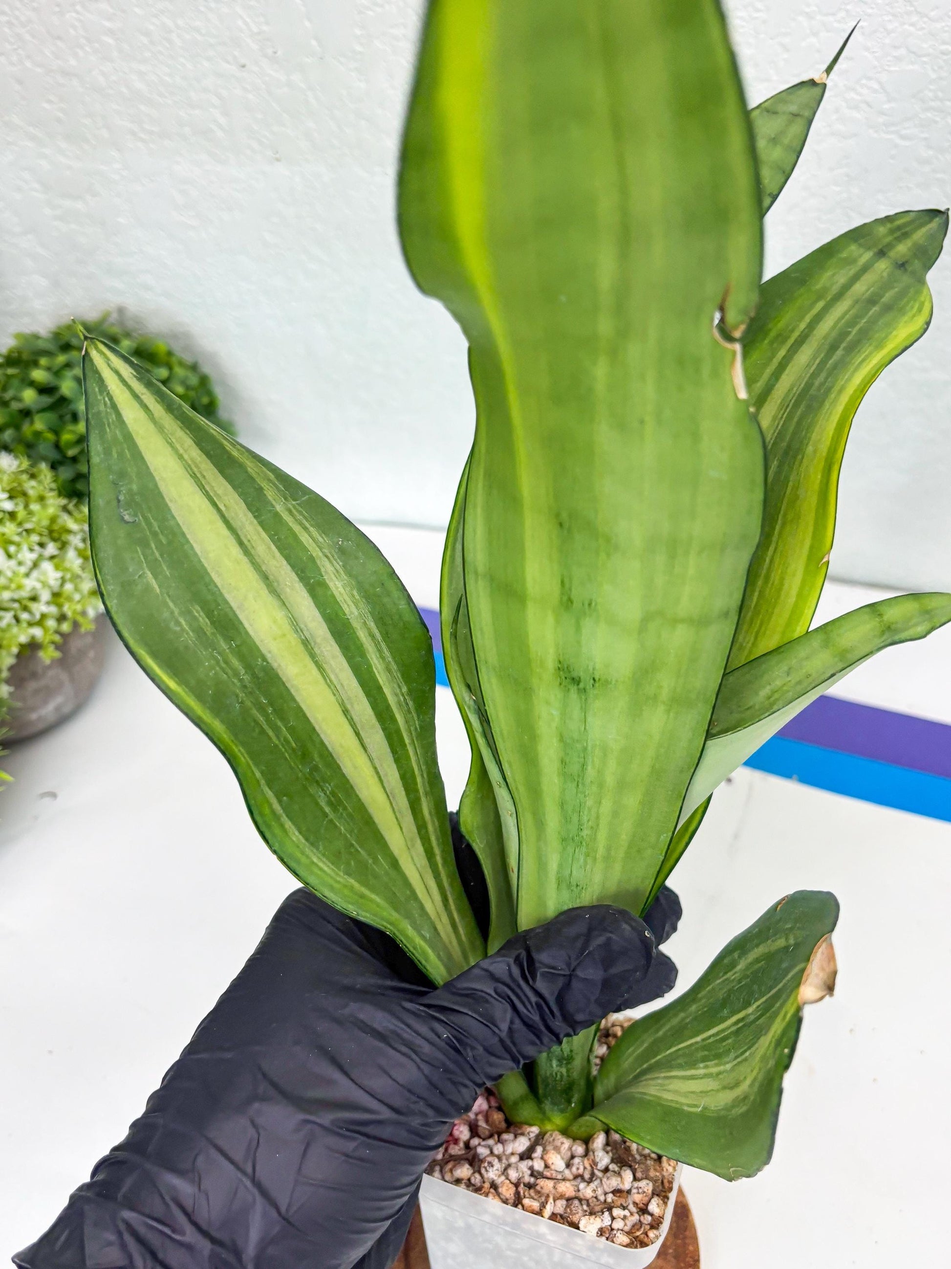 Sansevieria Moonshine Variegated (p) | Imported Plants