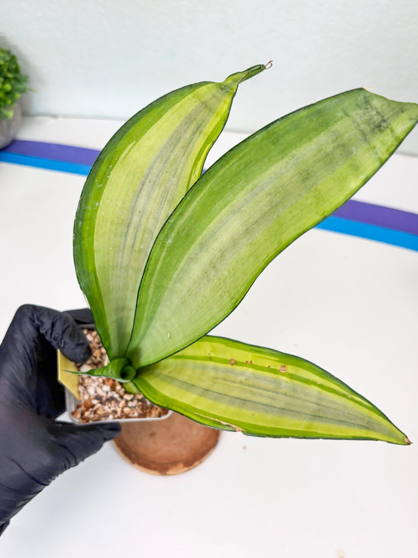 Sansevieria Moonshine Variegated (y) | Imported Plants