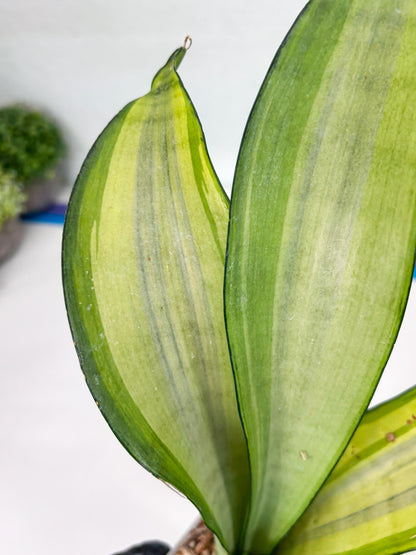 Sansevieria Moonshine Variegated (y) | Imported Plants