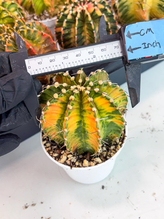 Gymnocalycium LB Hybrid | (gy6) (g2) | variegated cactus