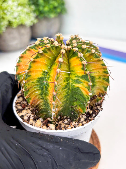 Gymnocalycium LB Hybrid | (gy6) (g2) | variegated cactus